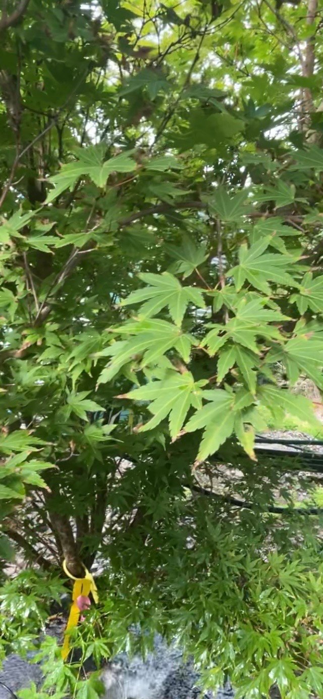 Screenshot A close-up of green leaves on a tree, with a yellow and pink tag attached to the trunk.
