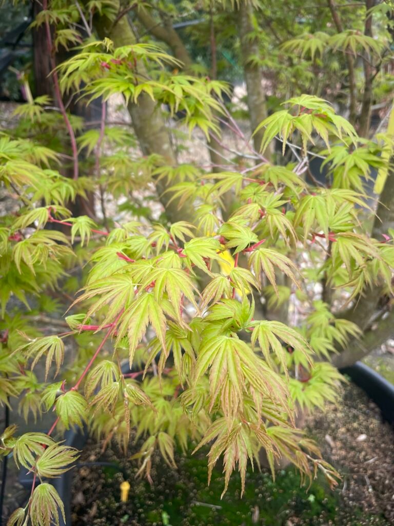 Acer palmatum